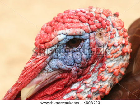 stock-photo-a-tom-turkey-4608400