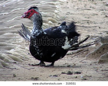 stock-photo-a-tukey-flapping-his-wings-319551